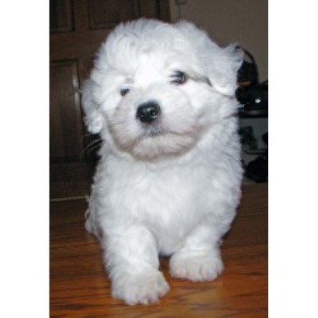 Coton De Tulear Breeder in Delano, Minnesota