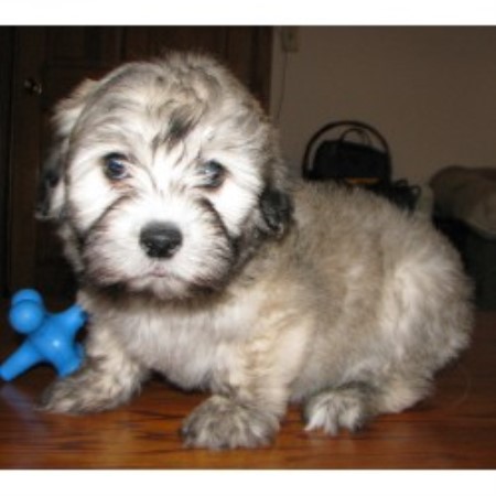 Coton De Tulear in Minnesota picture 2