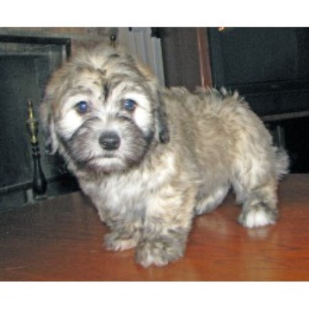 Coton De Tulear in Minnesota