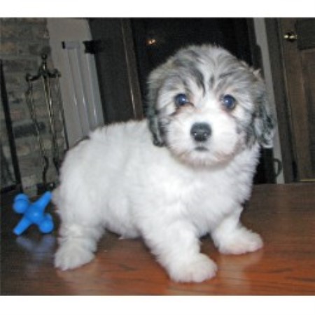 Coton De Tulear breeder in Delano Minnesota