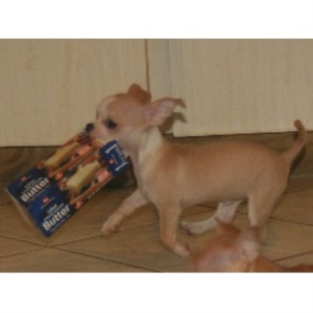 Chihuahua breeder in Florida picture 2