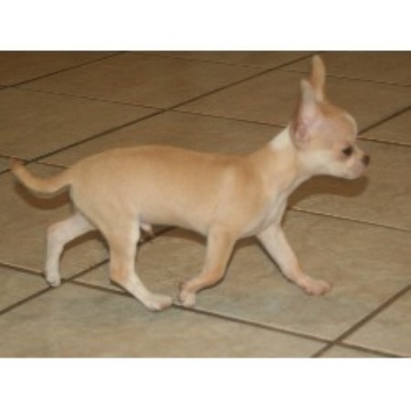 Chihuahua Breeder in Hudson, Florida
