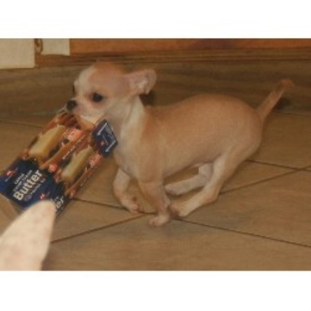 Chihuahua breeder in Hudson Florida