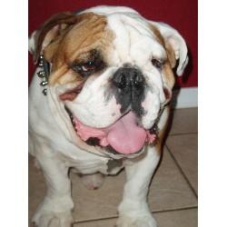 English Bulldog Stud in Litchfield Park, Arizona