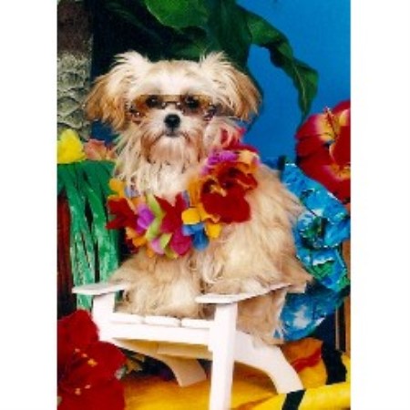 Mi Ki Breeder in Goshen, Indiana