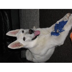 German Shepherd Dog Stud in West Harrison, Indiana