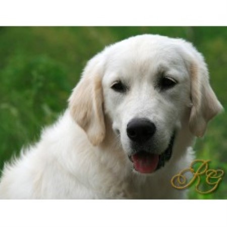 golden retriever breeders in south carolina recherche goldens golden retriever breeder in statesville carolina golden retriever breeders in south carolina recherche goldens golden retriever breeder in statesville carolina