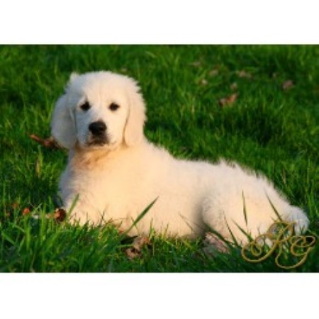golden retriever breeders in south carolina recherche goldens golden retriever breeder in statesville carolina listing id golden retriever breeders in south carolina recherche goldens golden retriever breeder in statesville carolina listing id