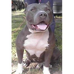 American Pit Bull Terrier Breeder in Columbus, Georgia