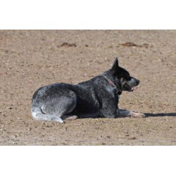 Australian Cattle Dog Breeder in Mckinney, Texas