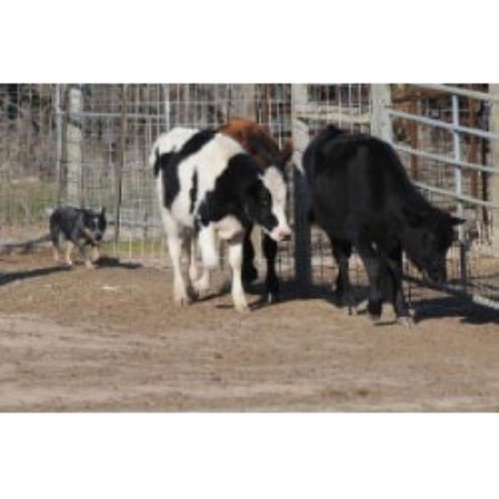 Blue Heeler,Red Heeler in Texas picture 2