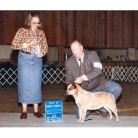 Blue Heeler,Red Heeler in Texas