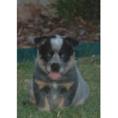 Australian Cattle Dog breeder in Mckinney Texas