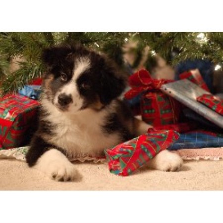 Australian Shepherd Dog breeder in Hamilton Michigan