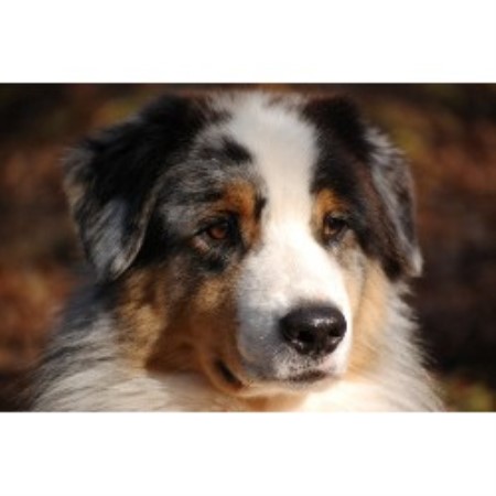 australian shepherd puppies michigan australian shepherd aussie breeders in michigan freedoglistings australian shepherd puppies michigan australian shepherd aussie breeders in michigan freedoglistings