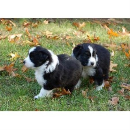 free boxer puppies in michigan treesong australian shepherds australian shepherd breeder in hamilton michigan free boxer puppies in michigan treesong australian shepherds australian shepherd breeder in hamilton michigan