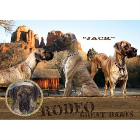 Great Dane Breeder in Wooster, Ohio