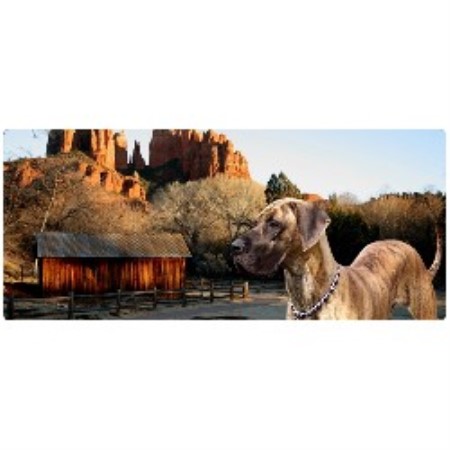Great Dane breeder in Ohio picture 2