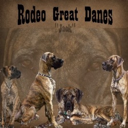 Great Dane breeder in Orrville Ohio