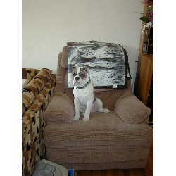 English Bulldog Stud in South Plainfield, New Jersey