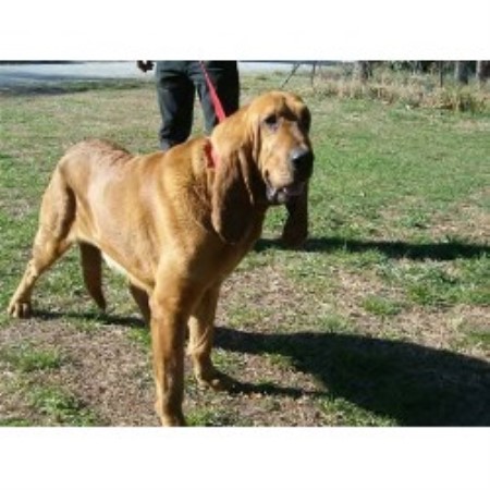 Bloodhound Breeder in Shell Knob, Missouri