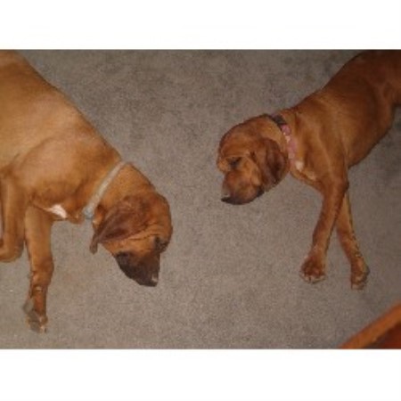 Bloodhound breeder in Shell Knob Missouri