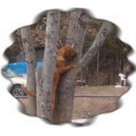 Bloodhound breeder in Missouri picture 2