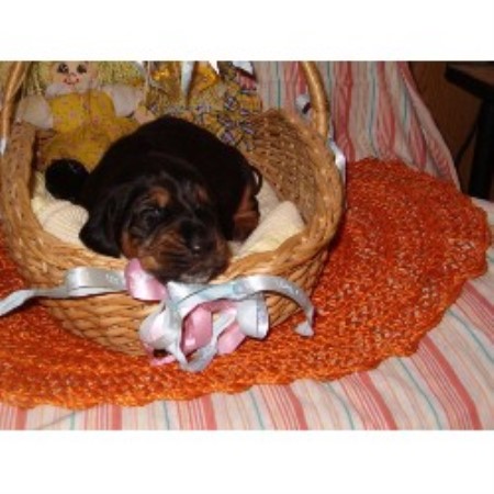 Bloodhound in Missouri picture 2