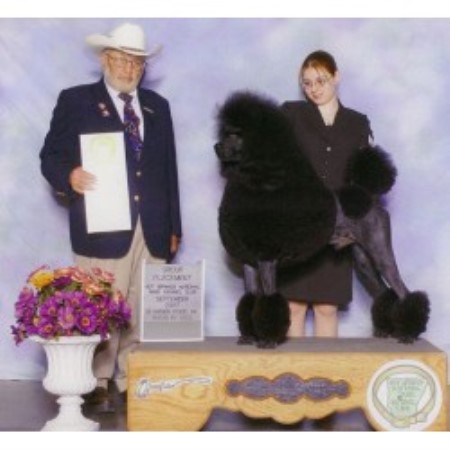Poodle Standard breeder in California picture 2