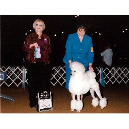 Poodle Standard in California