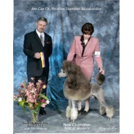 Poodle Standard Breeder in Milford, California