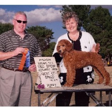 Poodle Standard in California picture 2