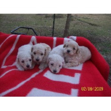 Poodle Toy Breeder in Lincolnton, Georgia
