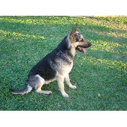 German Shepherd Dog Stud in Denton, Texas