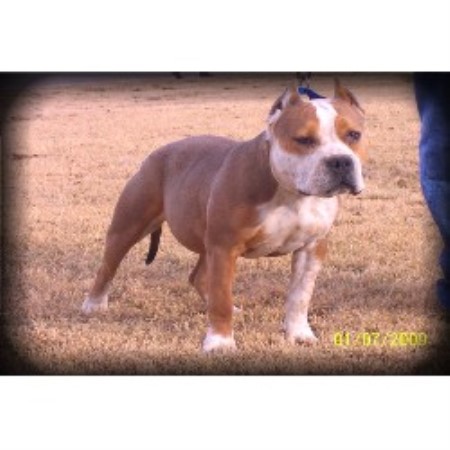 American Pit Bull Terrier breeder in Temple Texas