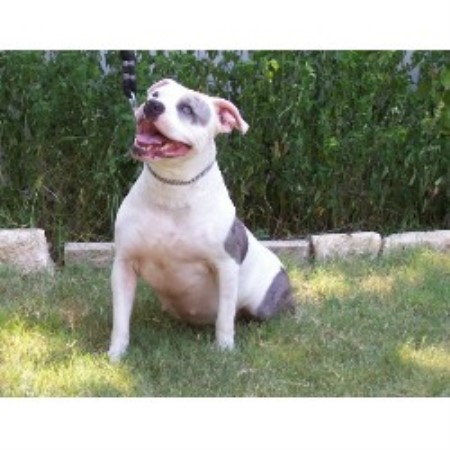 APBT breeder in Texas picture 2