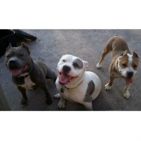 APBT in Texas