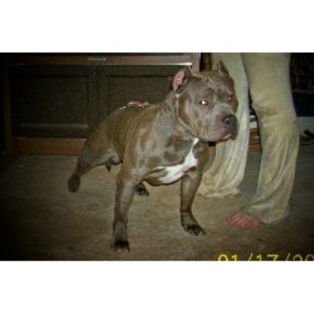 APBT in Texas picture 2