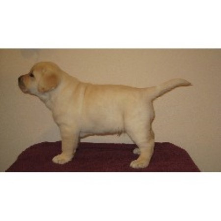 Lab in Colorado picture 2