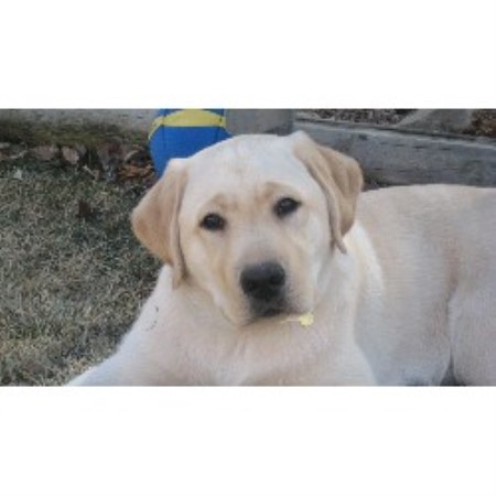 Lab in Colorado