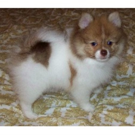 Pomeranian in Texas picture 2