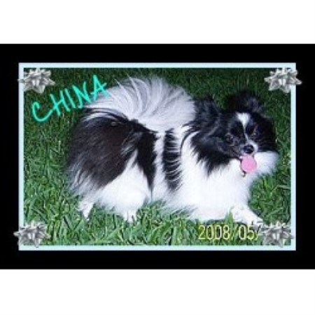 Pomeranian Breeder in Leander, Texas