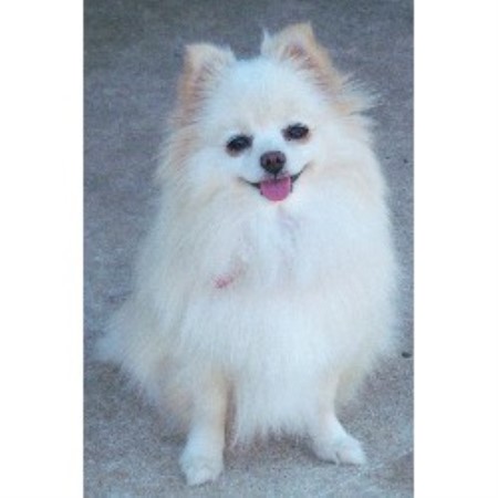 Pomeranian breeder in Texas picture 2