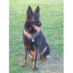 German Shepherd Dog Stud in Argyle, Texas