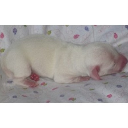 Dachshund Breeder in Gulfport, Mississippi