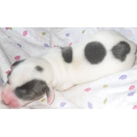 Doxie breeder in Mississippi picture 2
