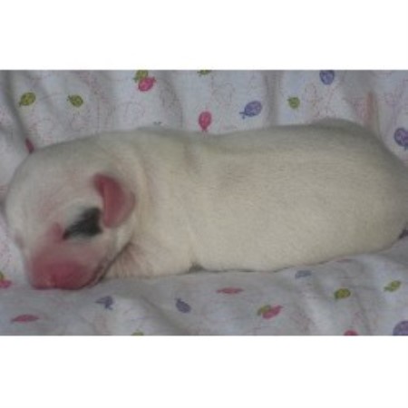 Dachshund breeder in Gulfport Mississippi