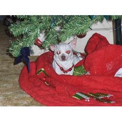 Chihuahua Stud in Sandusky, Ohio