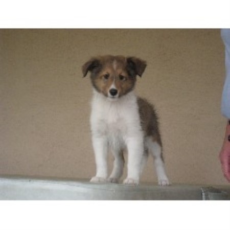 Shetland Sheepdog Breeder in Cocoa, Florida