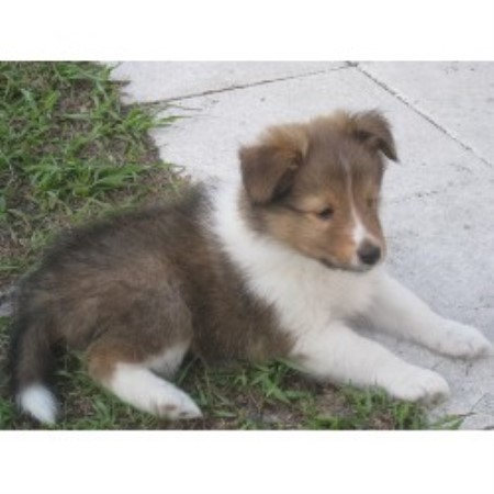 sheltie puppies for sale in florida younglove shelties shetland sheepdog breeder in cocoa florida 32927 sheltie puppies for sale in florida younglove shelties shetland sheepdog breeder in cocoa florida 32927